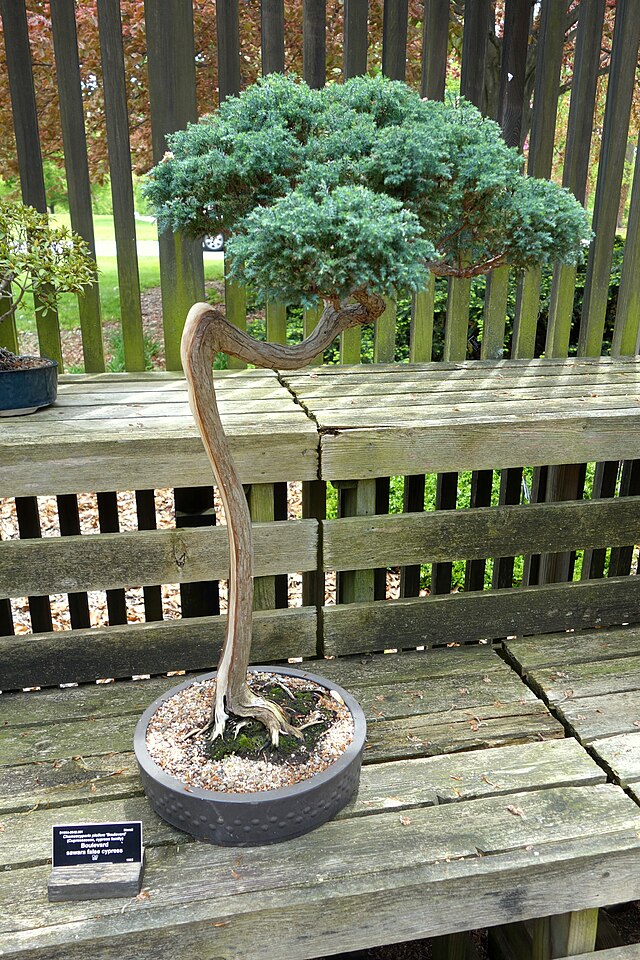 Literati — Bonsai Style Guide