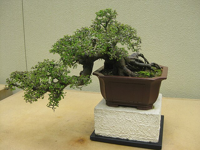 Semi-Cascade — Bonsai Style Guide