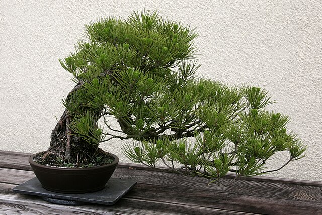Windswept — Bonsai Style Guide
